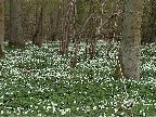 Wood anemones in Sulehay Forest