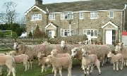 Knabbs Ash Bed & Breakfast