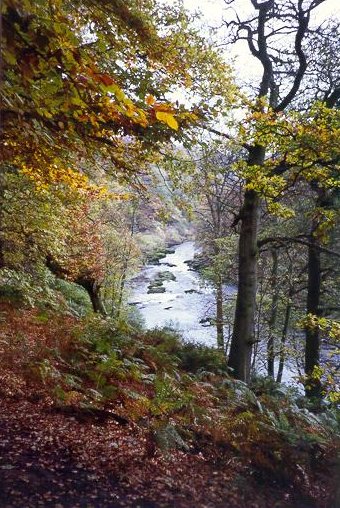 Strid Wood in Yorkshire